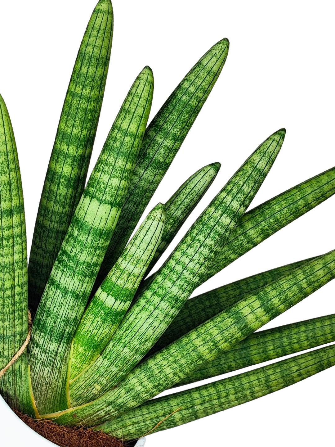 
Questa immagine mette in evidenza un dettaglio delle foglie della Sansevieria cylindrica, che si distinguono per la loro forma affusolata e la caratteristica striatura verde scuro su verde chiaro. Il design naturale delle foglie crea un motivo che è esteticamente accattivante, perfetto per chi cerca piante da interni con un tocco esotico e moderno. Le linee verticali sulle foglie e la loro disposizione a ventaglio danno alla pianta un aspetto ordinato e scultoreo, ideale per decorare ambienti eleganti e co