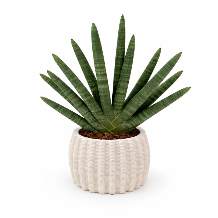 Sansevieria Cylindrica Swasdi con foglie cilindriche verde intenso in vaso di ceramica artigianale Dioniso, pianta da interno elegante ideale per ambienti moderni e con poca luce.