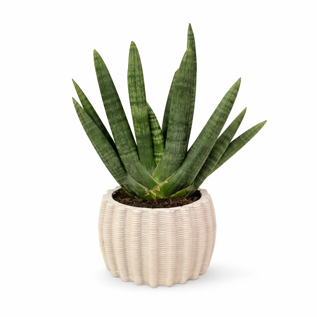 Sansevieria Cylindrica con foglie carnose verde intenso disposte a ventaglio in vaso Itis in ceramica artigianale color avorio, pianta da interno ideale per ambienti moderni e con poca luce.