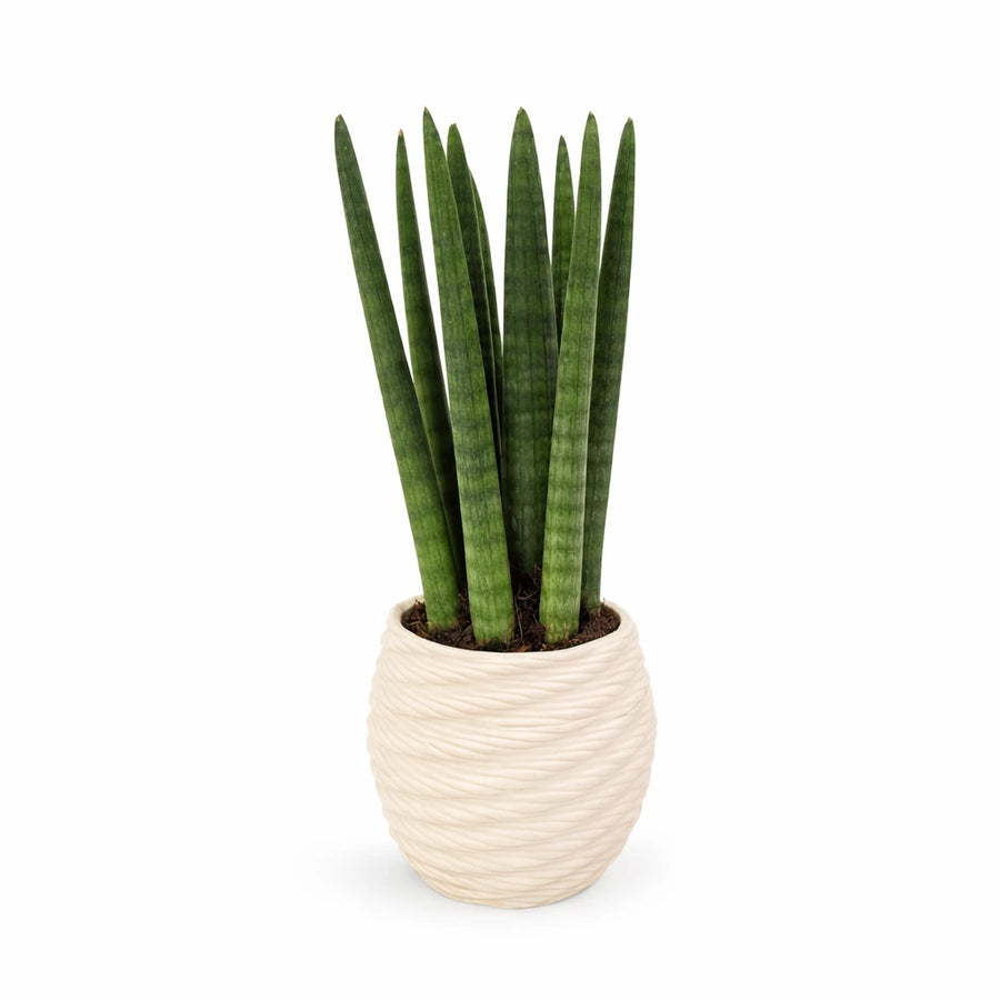Sansevieria Cylindrica con foglie lunghe e verticali verde intenso in vaso in ceramica color avorio, pianta da interno ideale per ambienti moderni e con poca luce.
