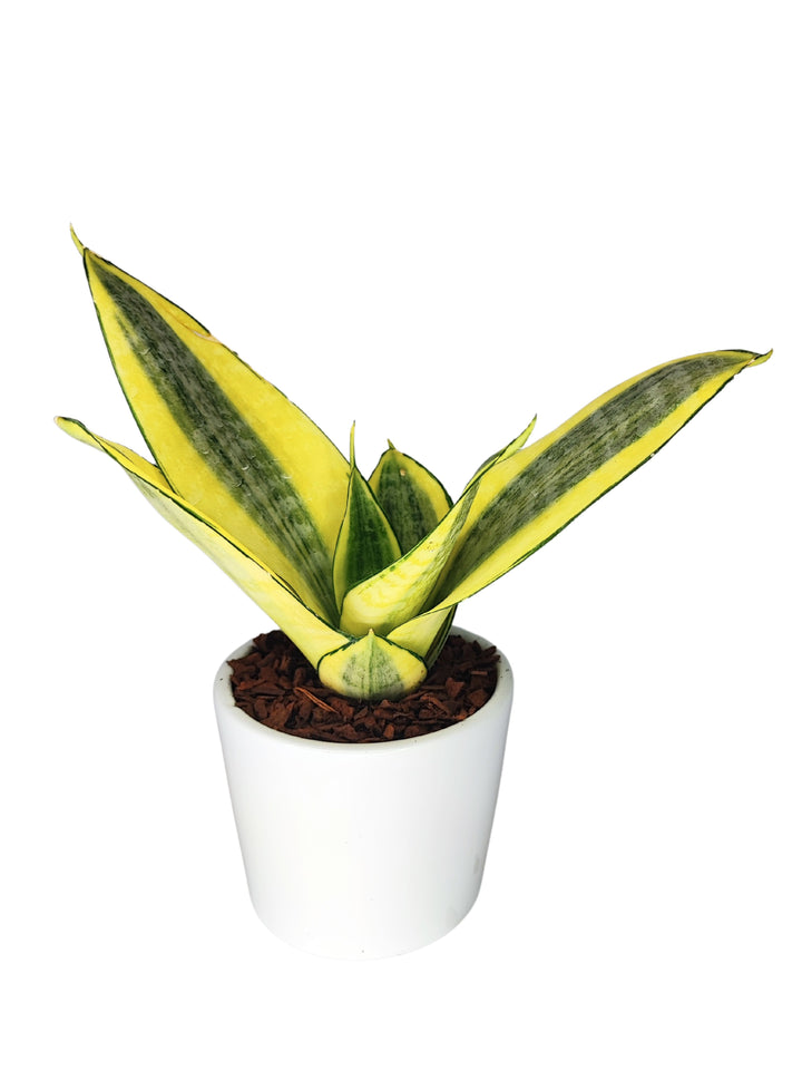 Questa immagine mostra una Sansevieria trifasciata con foglie rigide e bordi gialli brillanti. Il vaso bianco crea un bel contrasto, rendendola ideale per piccoli spazi interni.