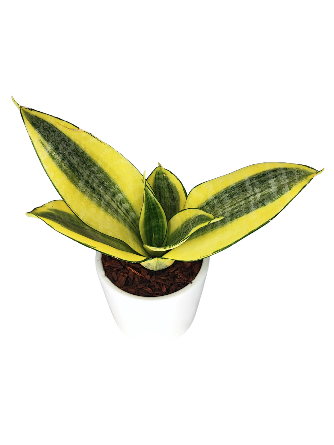 Questa immagine mostra una Sansevieria trifasciata variegata con le sue caratteristiche foglie giallo-verdi, posizionata in un vaso bianco. La vista angolata evidenzia la forma simmetrica e compatta della pianta, rendendola un'ottima opzione per decorare interni moderni o minimalisti.