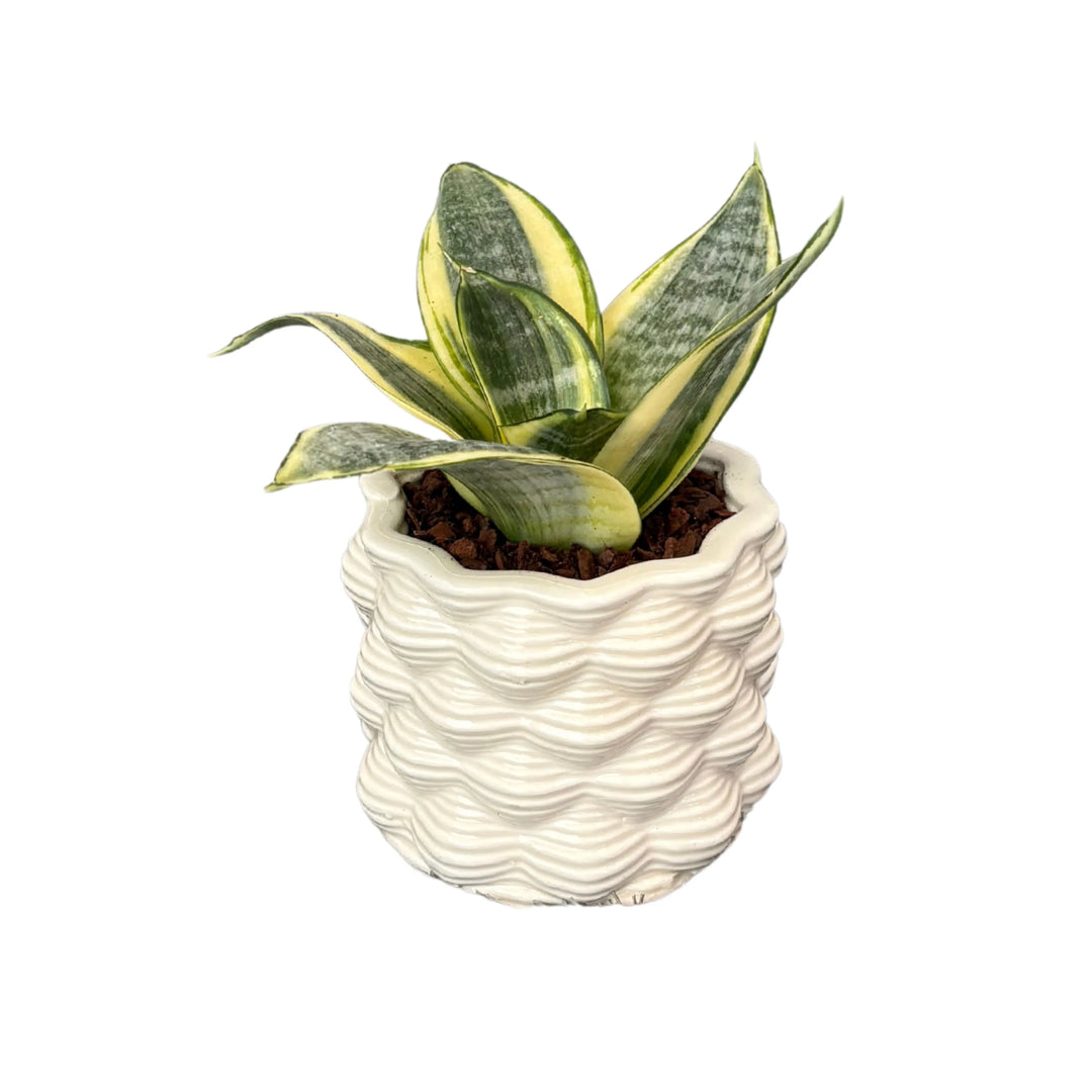 Sansevieria Golden Hahnii in vaso di ceramica smaltata vista frontale

