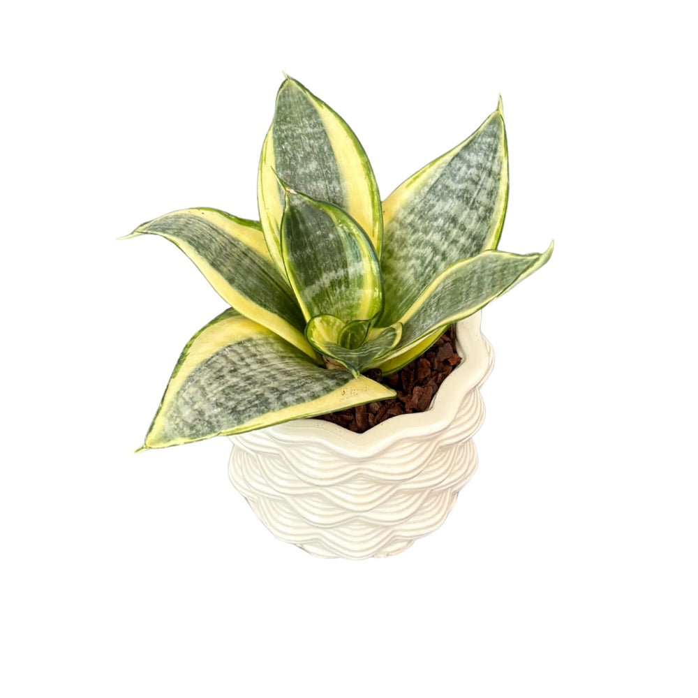 Sansevieria Golden Hahnii dall’alto con foglie variegate verdi e oro

