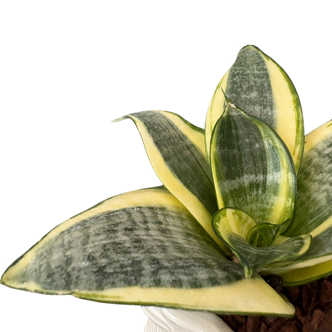Dettaglio foglie carnose variegate di Sansevieria Golden Hahnii

