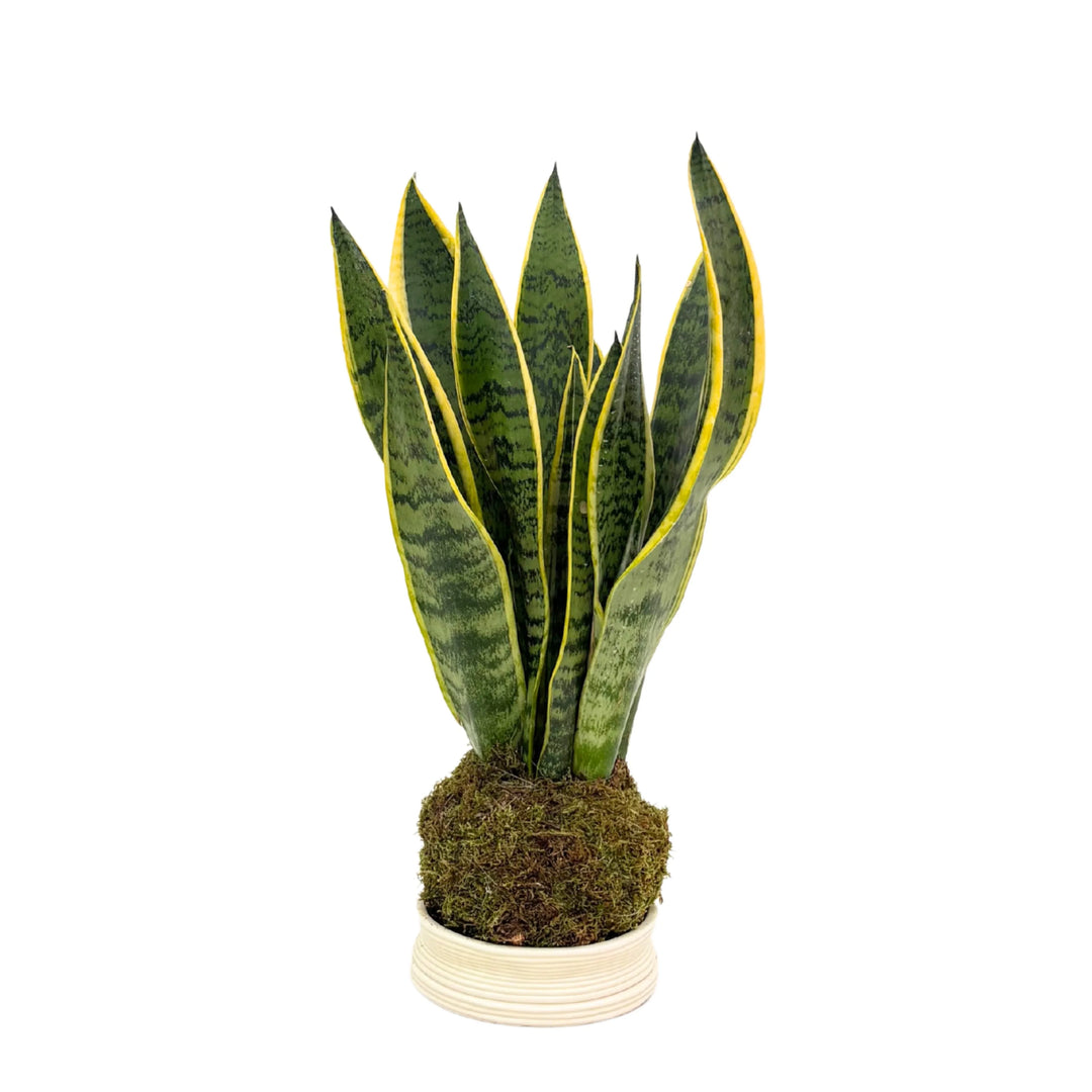 Sansevieria trifasciata kokedama con base decorativa
