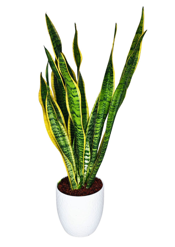 Questa è una Sansevieria trifasciata Laurentii, una pianta molto apprezzata per la sua bellezza decorativa e la sua capacità di purificare l'aria. Le foglie lunghe, verdi e con bordi gialli, si ergono verticalmente dal vaso bianco, rendendola ideale per interni eleganti e moderni.