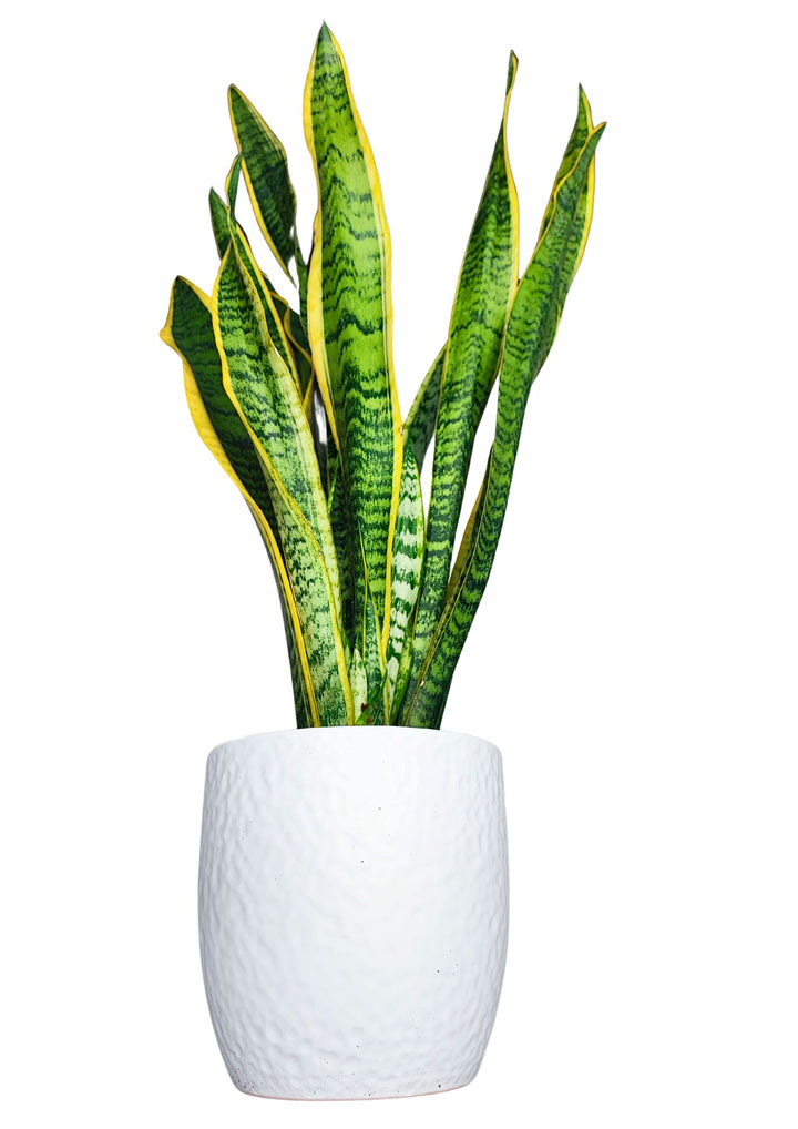 Una pianta di Sansevieria trifasciata, conosciuta anche come 'lingua di suocera', caratterizzata da foglie lunghe, strette e verticali con bordi gialli e una texture verde con striature orizzontali più scure. La pianta è collocata in un elegante vaso bianco a forma cilindrica, che mette in risalto il contrasto tra il verde intenso delle foglie e il giallo brillante dei bordi.