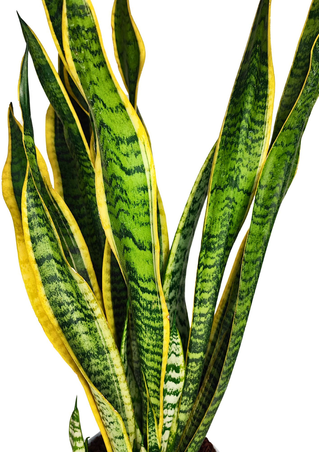 L'immagine mostra un primo piano delle foglie di una Sansevieria trifasciata (Lingua di suocera). Le foglie sono verticali, con bordi gialli e una texture a bande orizzontali verdi scure. Il contrasto tra il verde e il giallo delle foglie risalta in modo evidente, mettendo in risalto la tipica struttura rigida e slanciata della pianta.