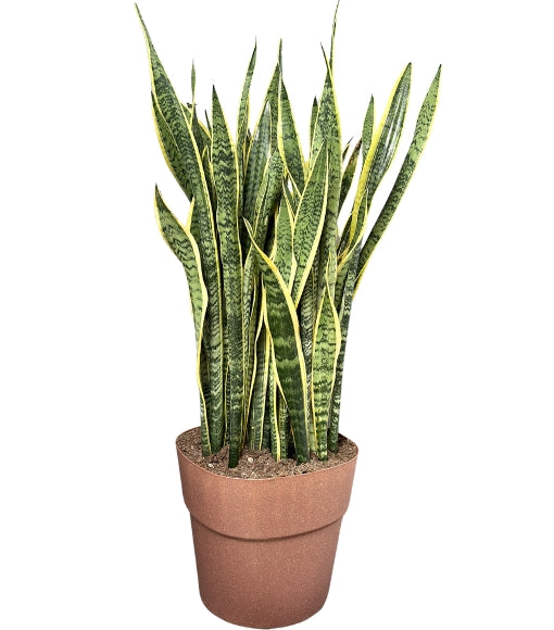 L'immagine mostra una pianta di Sansevieria trifasciata (Lingua di suocera) in un vaso marrone. Le foglie sono lunghe, erette e sottili, con bordi gialli vivaci e una texture a bande verdi scure. La pianta ha una struttura densa e verticale, tipica di questa specie, che la rende ideale per ambienti interni grazie alla sua estetica elegante e moderna.