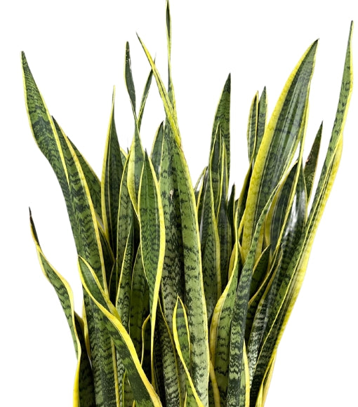 L'immagine mostra un primo piano delle foglie della pianta di Sansevieria trifasciata (Lingua di suocera). Le foglie sono lunghe, dritte e affusolate, con una colorazione verde scura a strisce ondulate, bordate di giallo brillante. La struttura rigida delle foglie e i bordi netti donano alla pianta un aspetto moderno e decorativo.