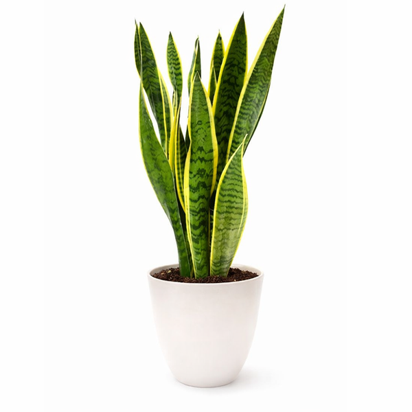 Sansevieria Laurentii – Pianta da Interno D.19 cm | Purifica l’Aria, Poca Luce