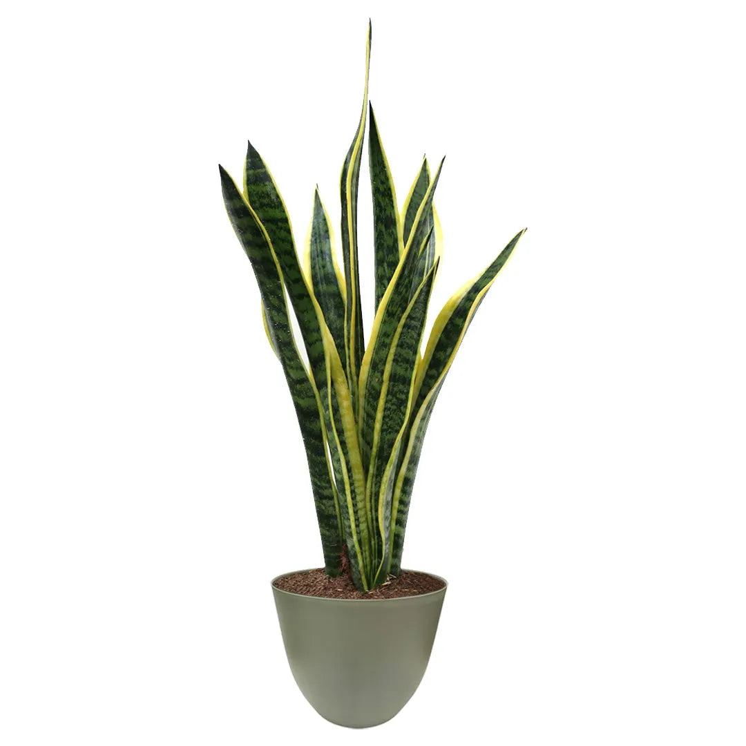 Sansevieria  Laurentii H.60 con scatola regalo