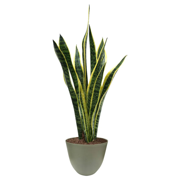 Sansevieria  Laurentii H.60 con scatola regalo