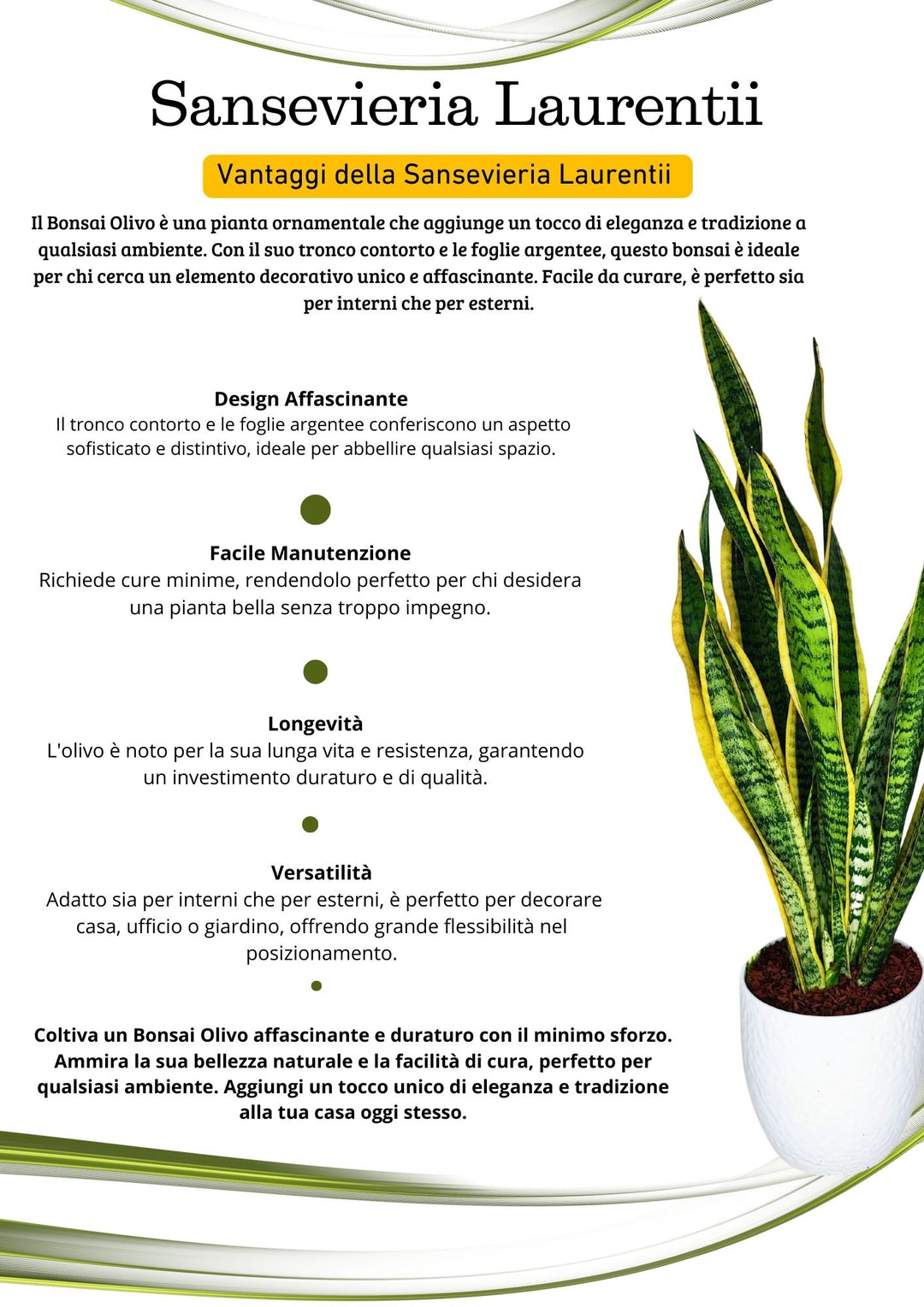 Sansevieria Laurentii - Altezza Pianta 55 cm, Vaso di Ceramica 'Boston' Diametro 16 cm