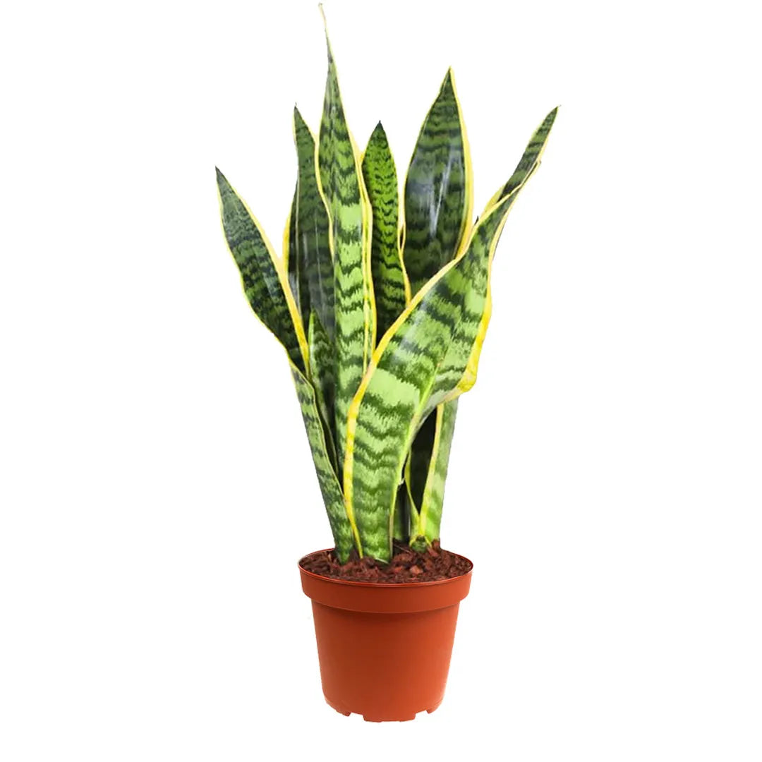 pianta di Sansevieria Laurentii posta in un vaso artancione 