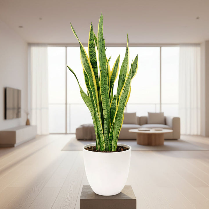 Sansevieria Laurentii - pianta in un angolo di casa, purificatore d'aria naturale