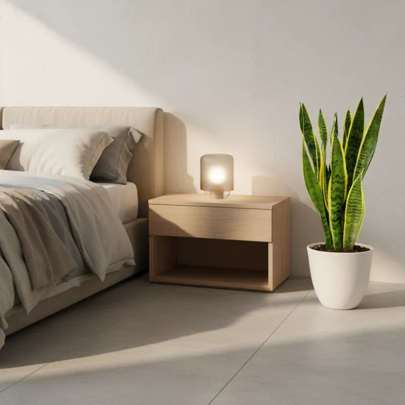 Sansevieria Laurentii - esemplare alto 80 cm in un vaso decorativo