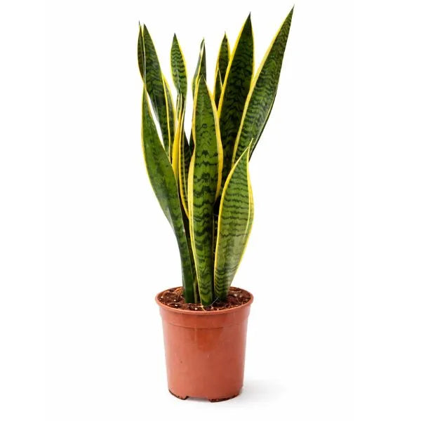 Sansevieria Laurentii - dettaglio delle foglie striate con bordo giallo dorato