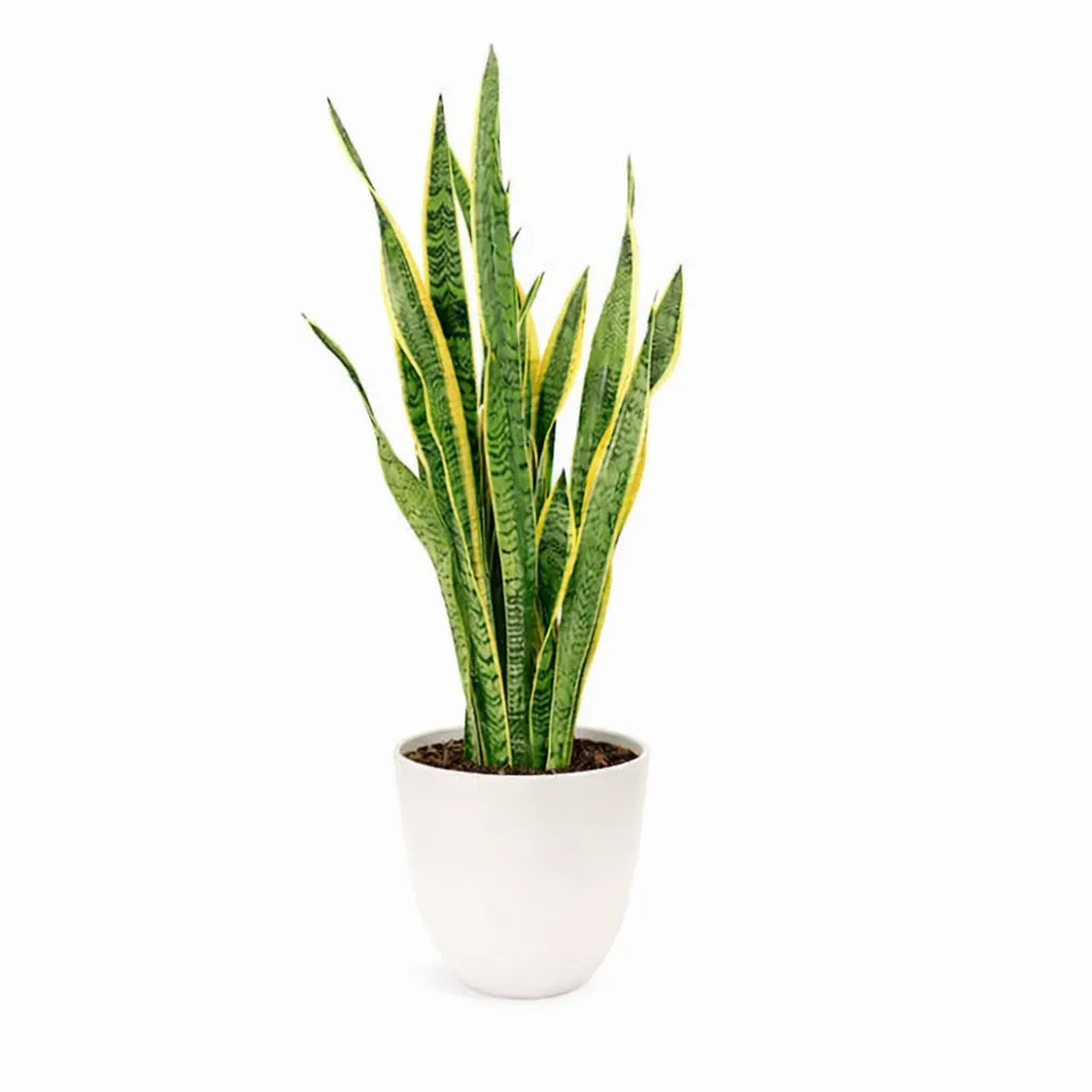 Sansevieria Laurentii - pianta da interno con foglie verdi e bordi gialli in vaso moderno