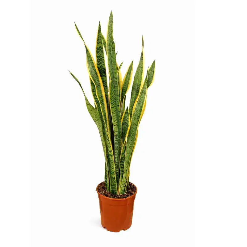 Sansevieria Laurentii - pianta da interno con foglie verdi e bordi gialli in vaso decorativo