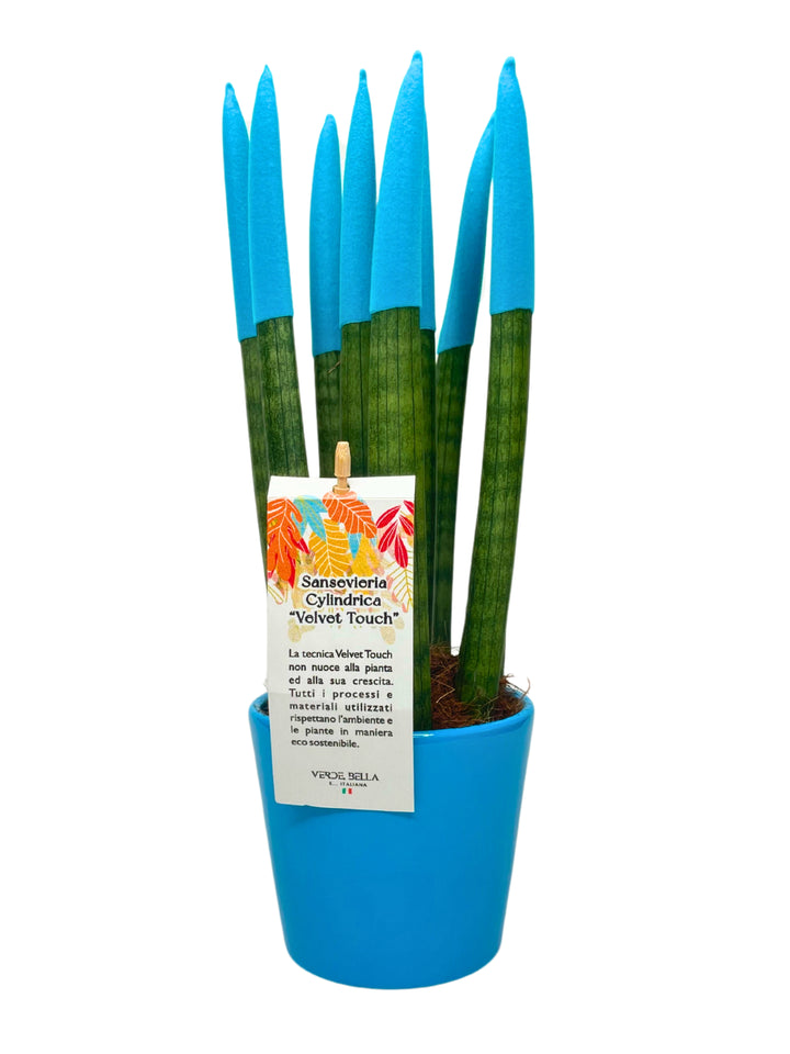 Sansevieria Velvet Touch di colore azzurro con vaso in ceramica di colore azzurro 