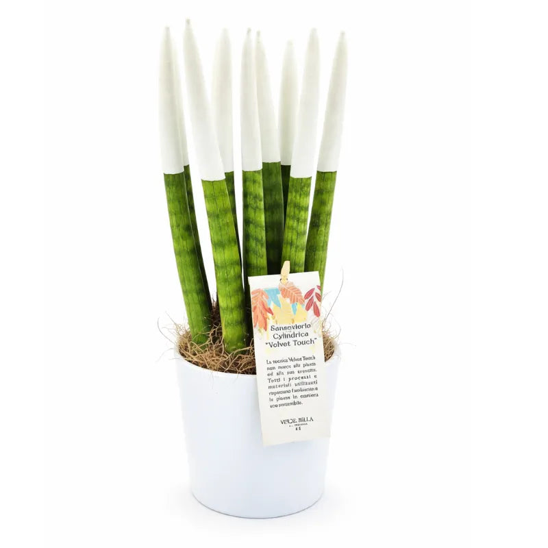 Sansevieria Velvet Touch bianca - pianta stabilizzata da interno su sfondo chiaro