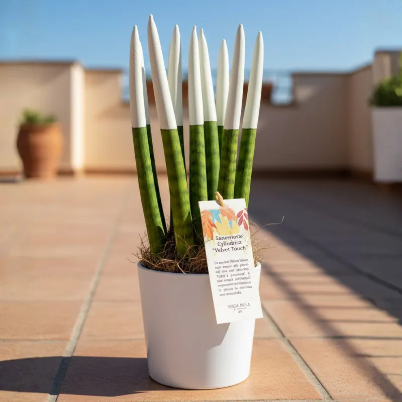 Sansevieria Velvet Touch - dettaglio della texture vellutata bianca