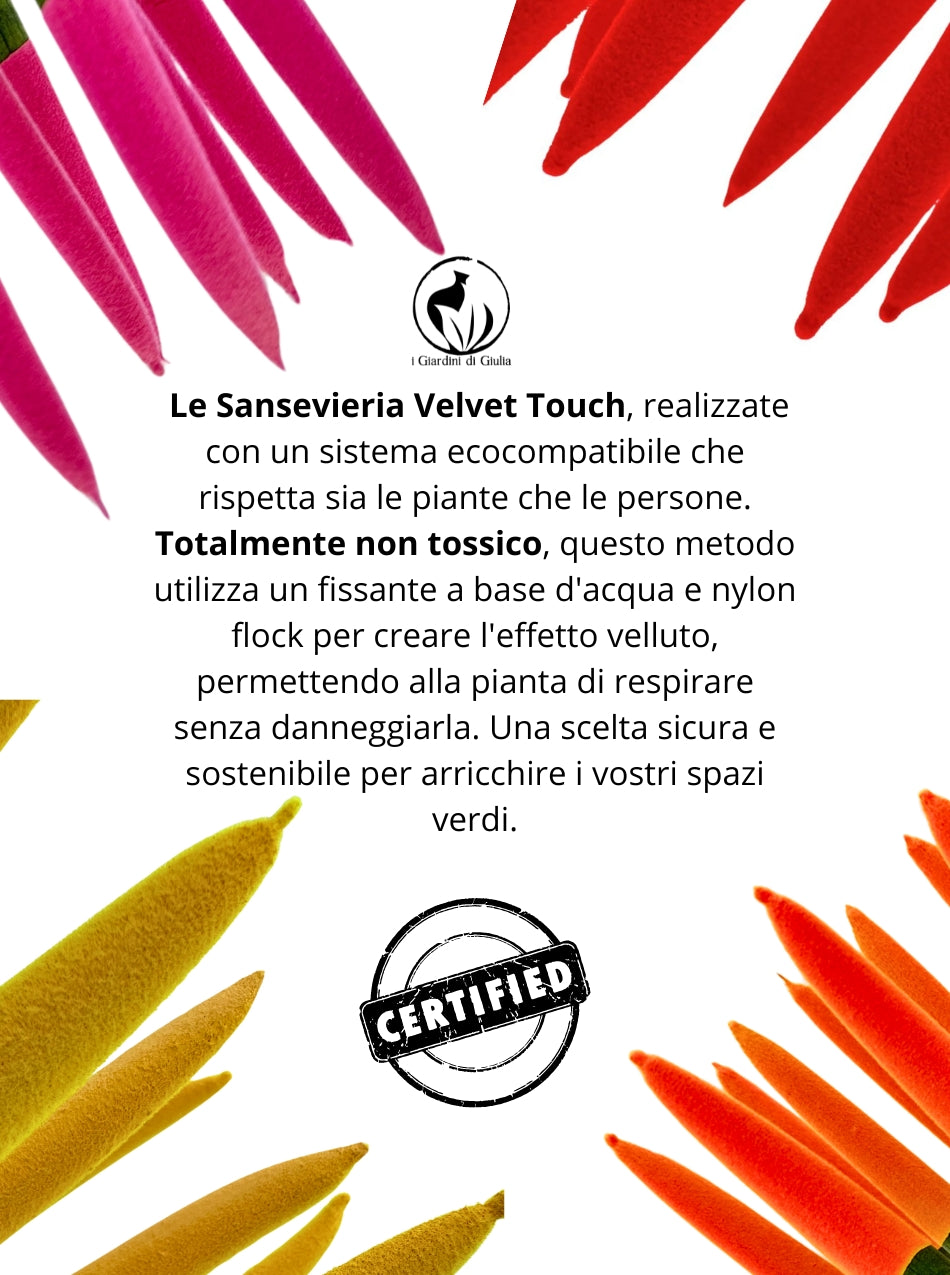 Sansevieria Velvet Touch - Altezza Pianta 38 cm, Vaso di Ceramica Diametro 11 cm, Disponibile in Varie Colorazioni