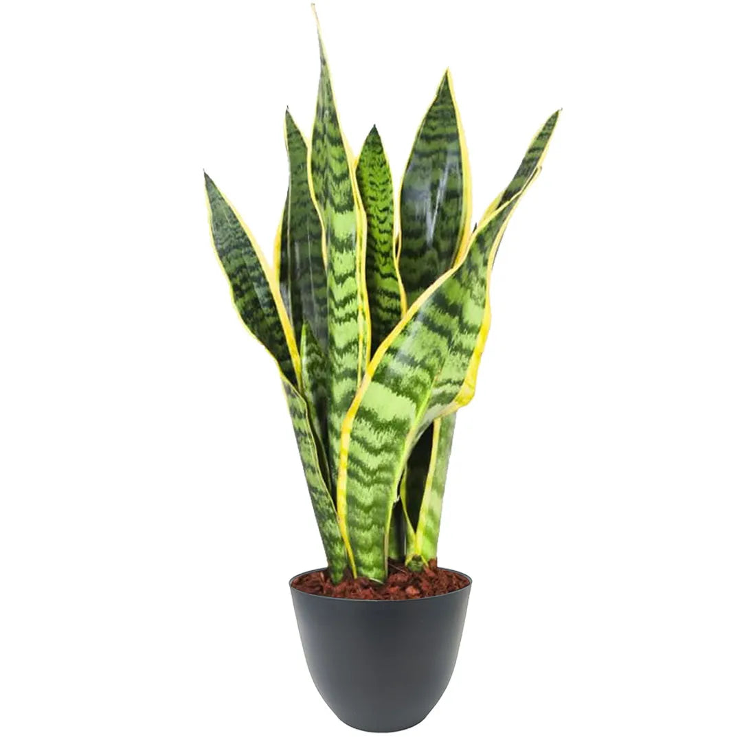Sansevieria con foglie verdi striate e bordi gialli in vaso nero opaco riciclabile da 13 cm, perfetta per ambienti minimal.