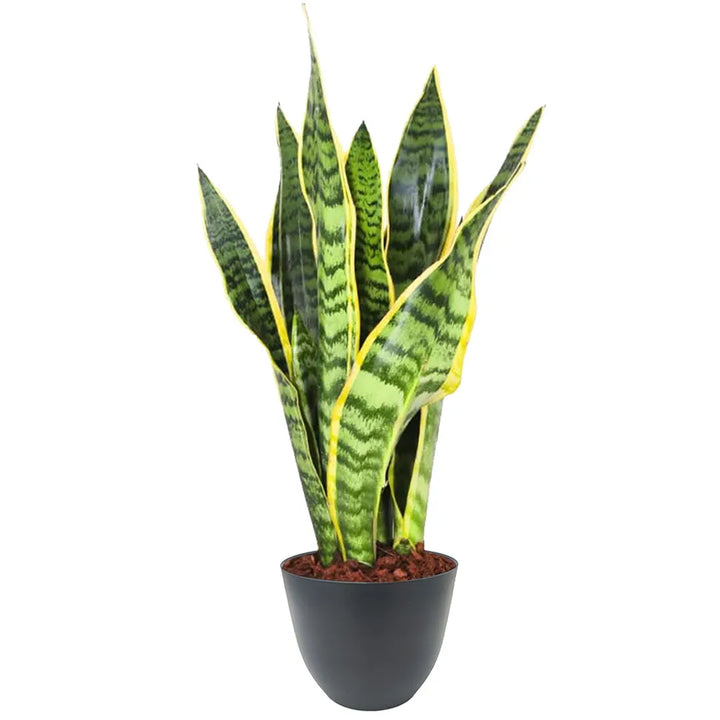 Sansevieria con foglie verdi striate e bordi gialli in vaso nero opaco riciclabile da 13 cm, perfetta per ambienti minimal.