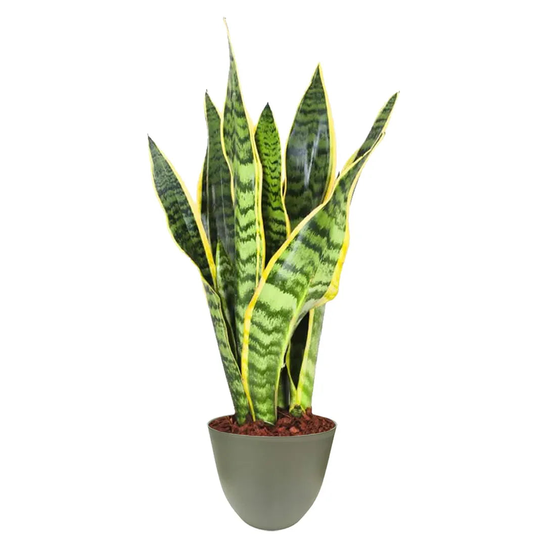 Sansevieria  Laurentii H.35 con scatola regalo