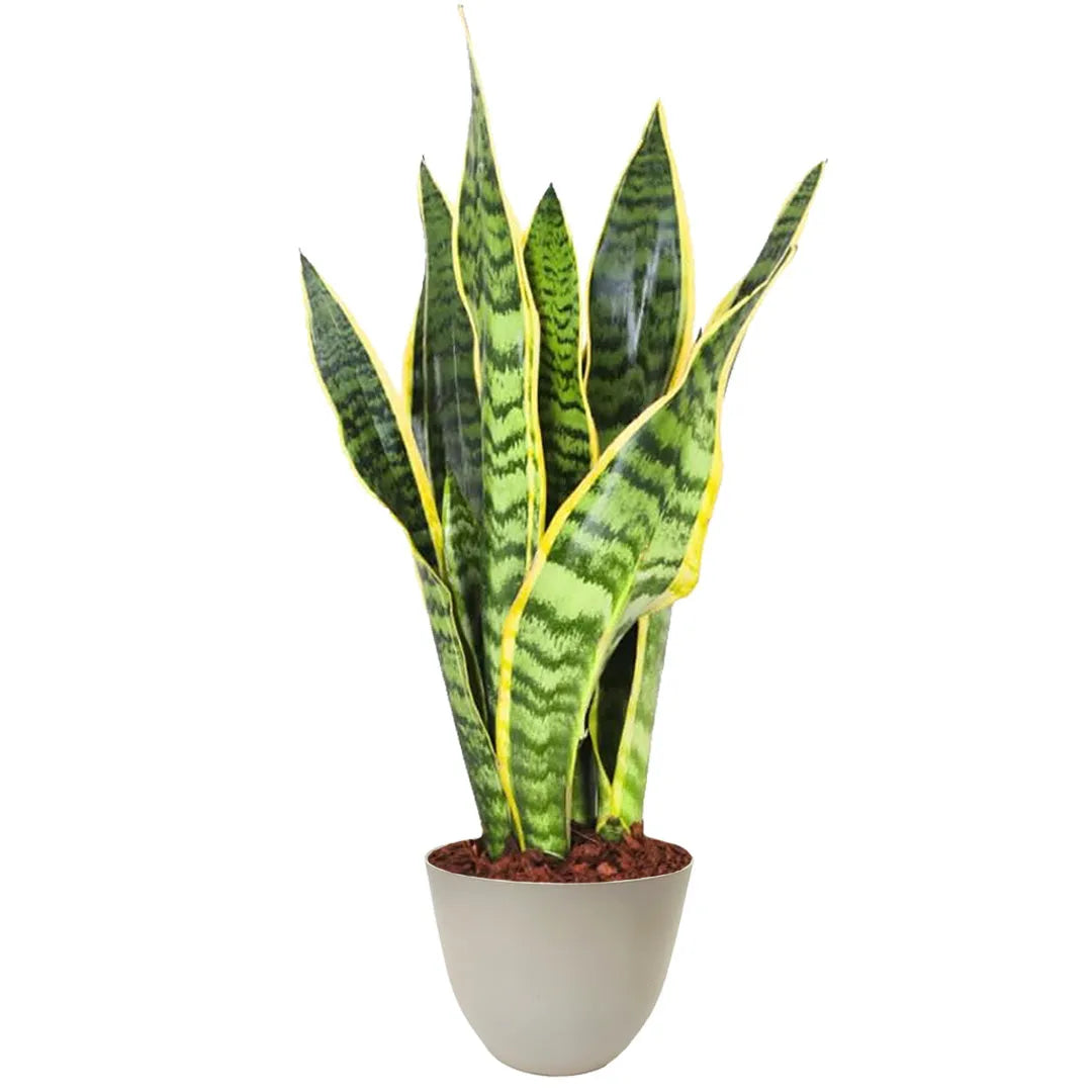 Pianta Sansevieria trifasciata in vaso beige riciclabile da 13 cm, ideale per interni moderni e facili da curare.