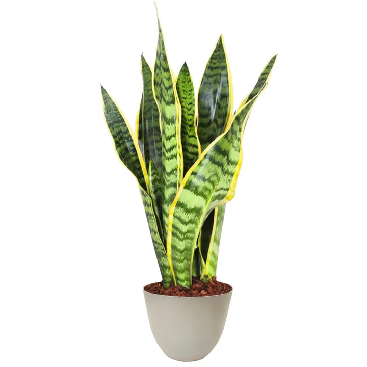 Pianta Sansevieria trifasciata in vaso beige riciclabile da 13 cm, ideale per interni moderni e facili da curare.