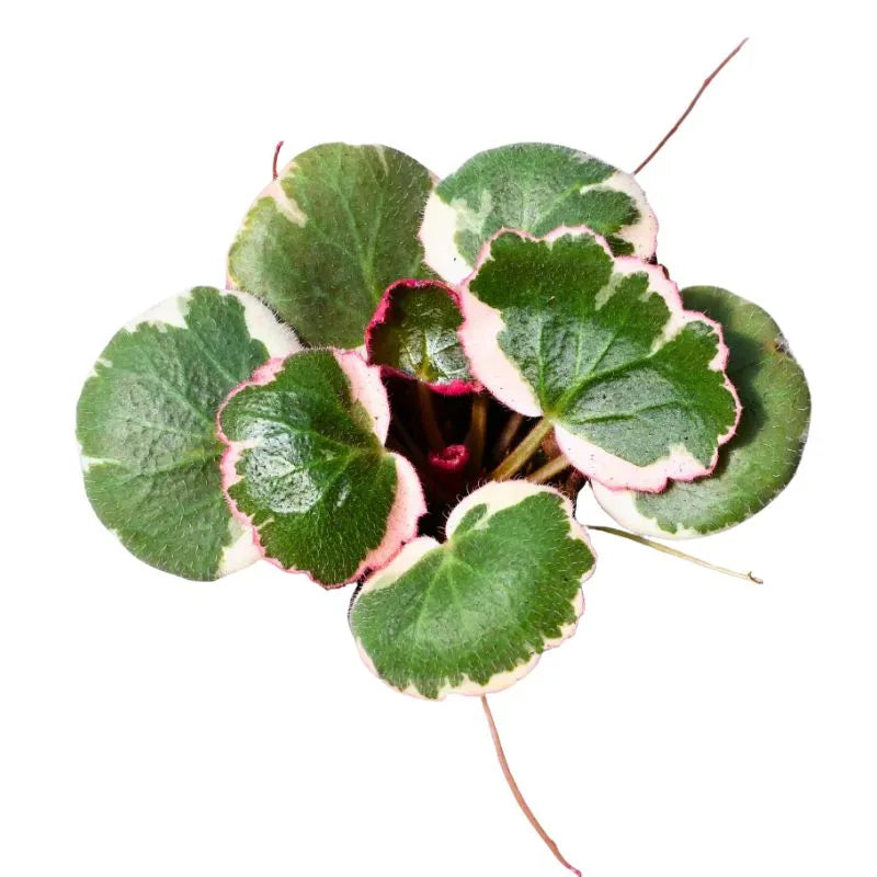 Vista dall'alto delle foglie variegate della painta 