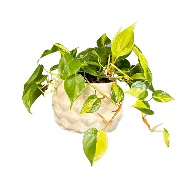 Philodendron Scandens Brasil in vaso ceramica Mana bianca, vista frontale con foglie ricadenti

