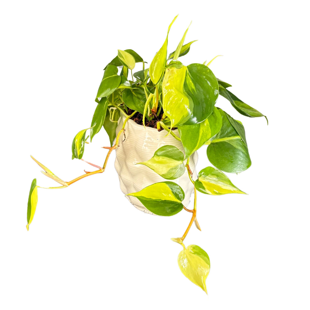 Pianta Philodendron Brasil vista laterale con crescita espansa e vaso ovale in ceramica


