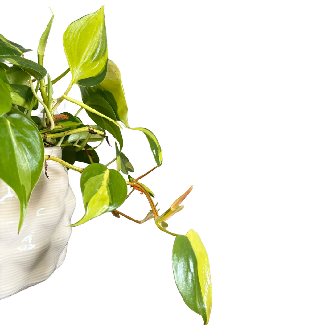 Dettaglio delle foglie variegate giallo-verdi di Philodendron Brasil

