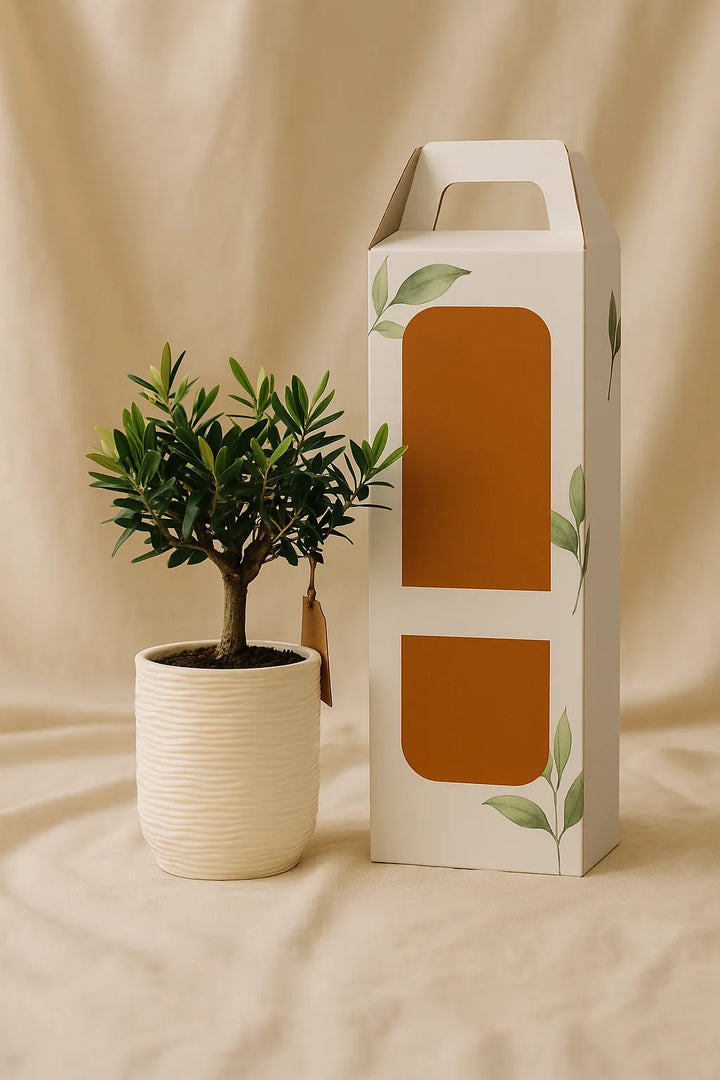 Scatola con Finestra | Packaging Rigido 38x 14 cm - i Giardini di Giulia  