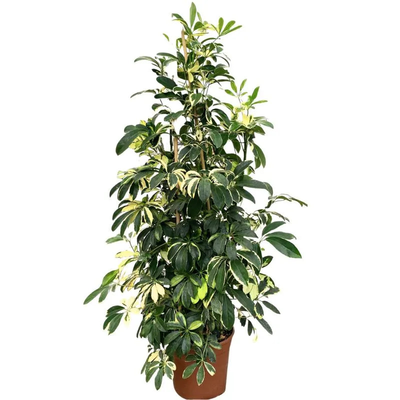 Schefflera gold capella H.150 cm
