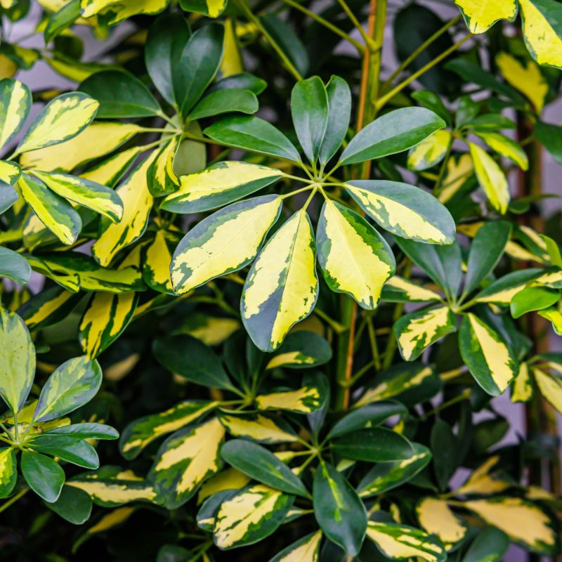 Schefflera gold capella H.150 cm