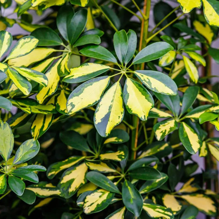 Schefflera gold capella H.150 cm