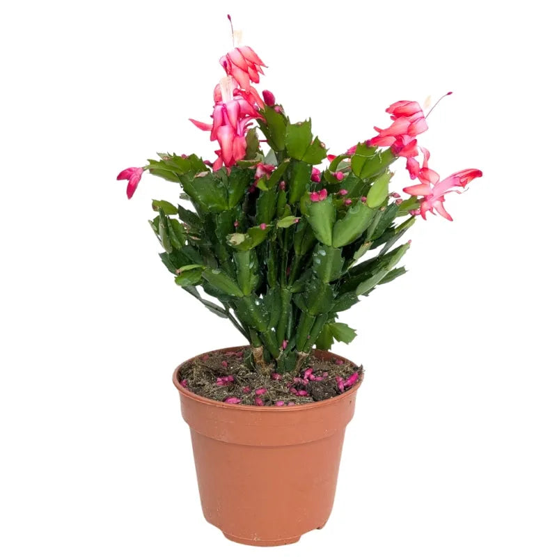 primo piano della painta che mostra la painta grassa con steli verdi e fiori rosa 