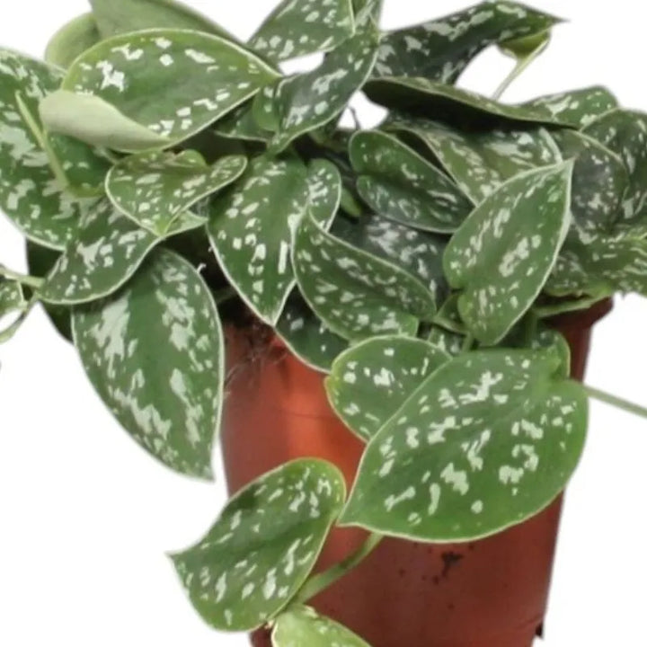 dettalio delle foglie della pianta 