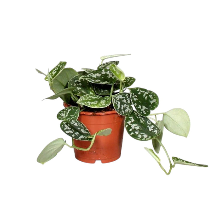 Immagine che mostra una pianta con foglie a froma rotonda verdi con puntini  bianchi 