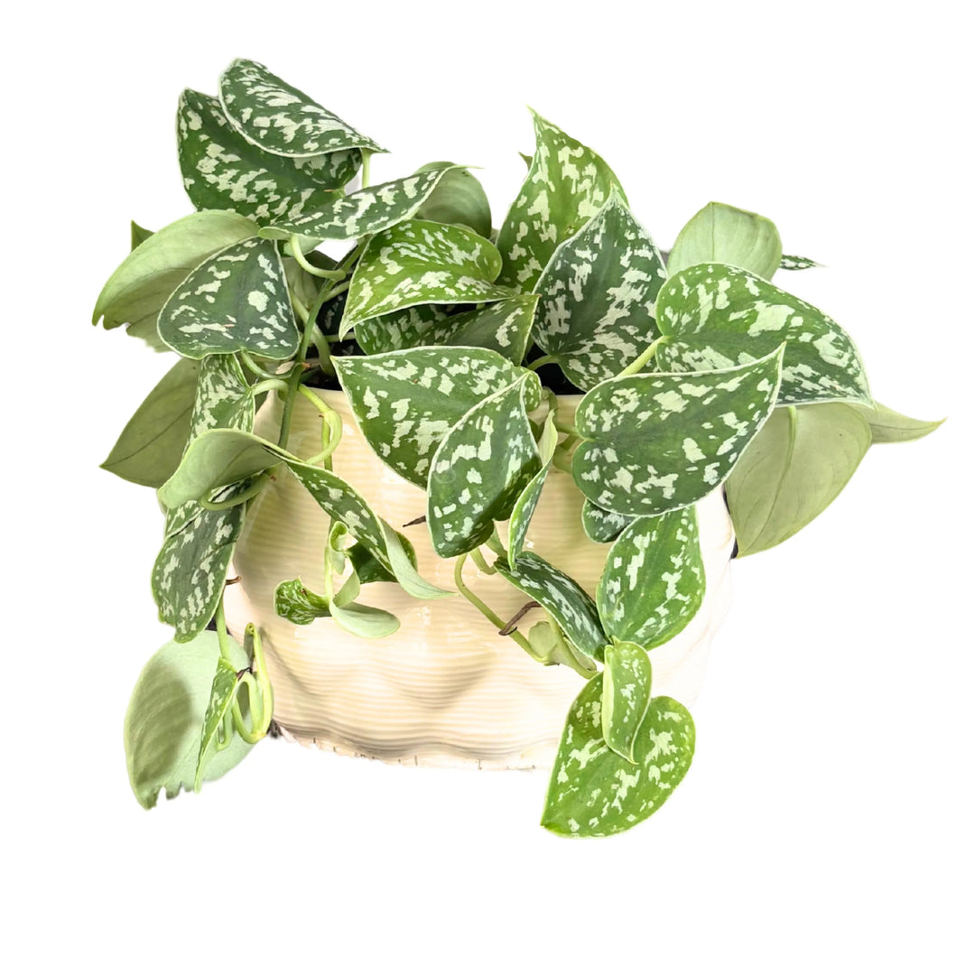 scindapsus pictus argyraeus con vaso ceramica bianco lucido visto frontalmente

