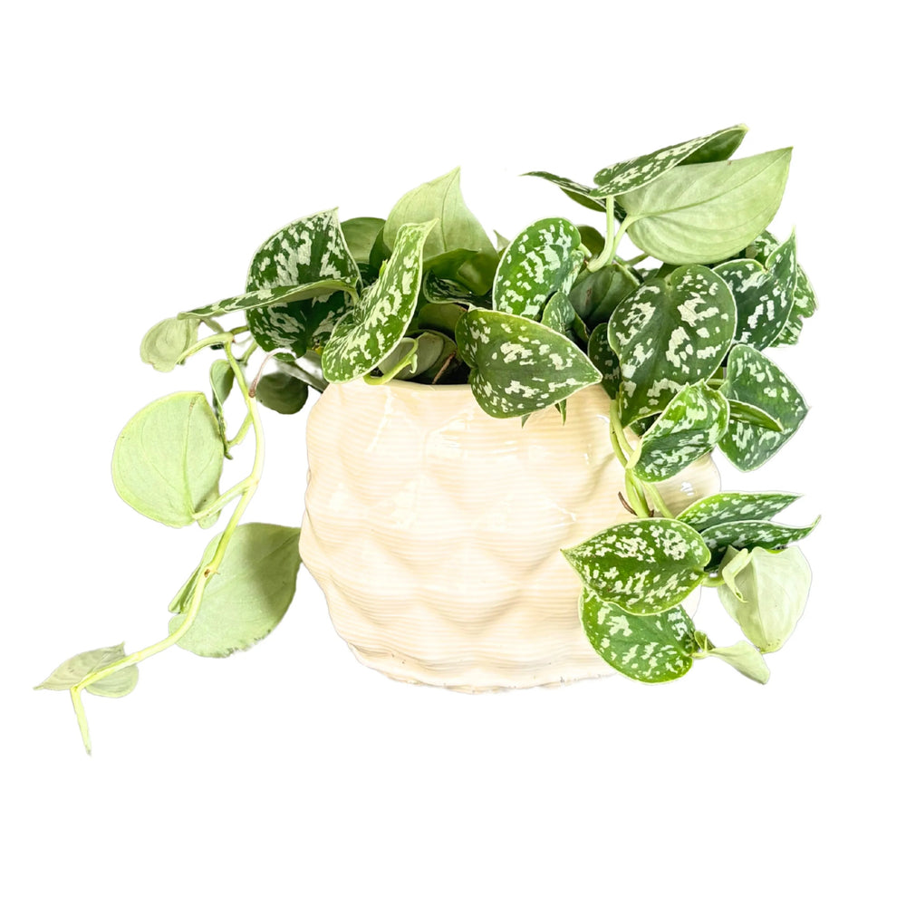 dettaglio foglie scindapsus pictus argyraeus ricadenti sul bordo del vaso

