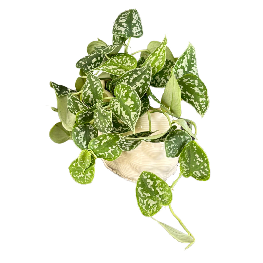 pianta cadente di scindapsus pictus argyraeus vista dall’alto nel vaso Mana

