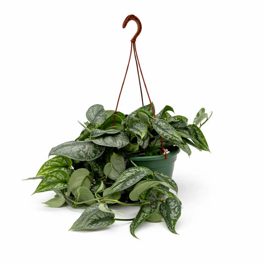 Scindapsus Pictus pianta pendente foglie argentate in vaso basket basket