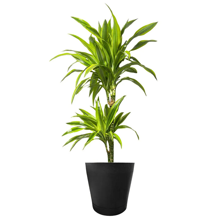 Dracaena 'Lemon Lime' - Altezza Pianta 100 cm, Vaso Diametro 19 cm - i Giardini di Giulia  